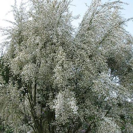 Weeping Bridal Veil image