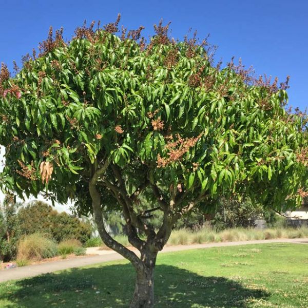 Shop the Glenn Mango | ShrubHub Nursery