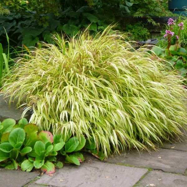 Golden Variegated Hakone Grass image