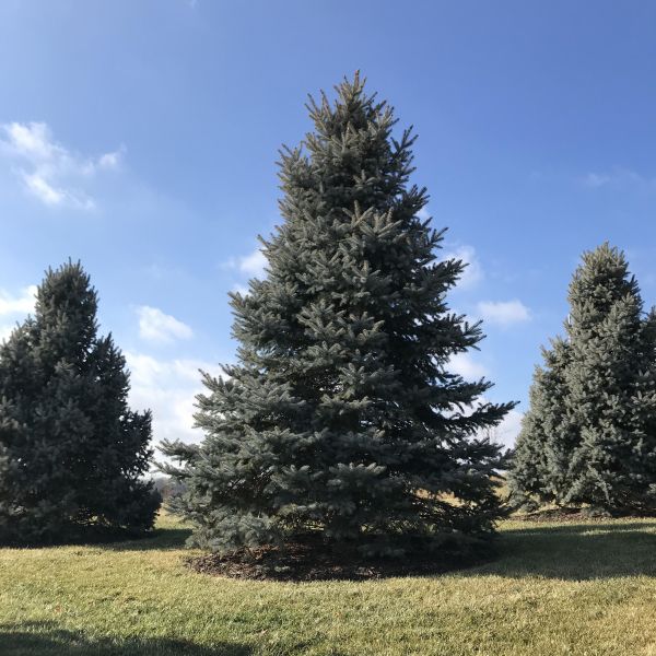 Grow a Dwarf Colorado Blue Spruce for Evergreen Beauty - Birds and Blooms