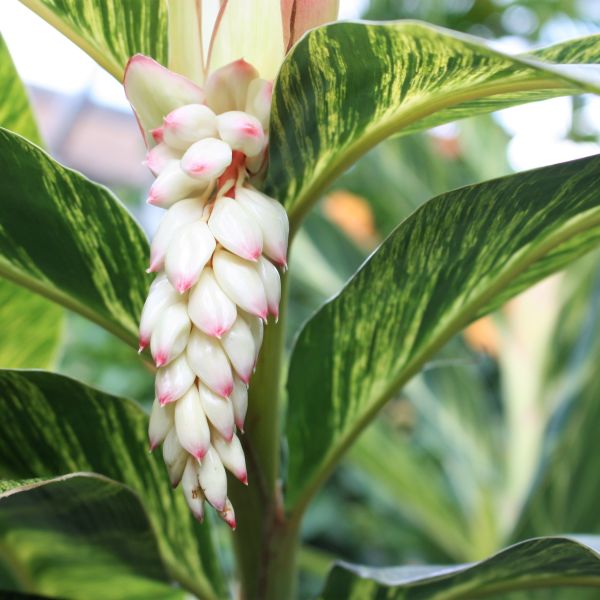 Variegated Shell Ginger image