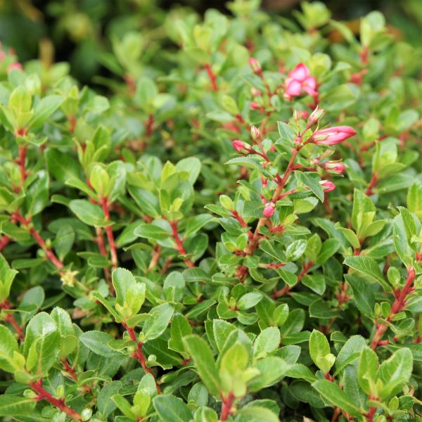 Pink Princess Escallonia image