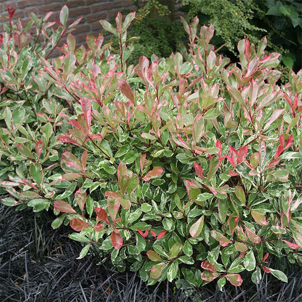 Pink Marble Photinia image