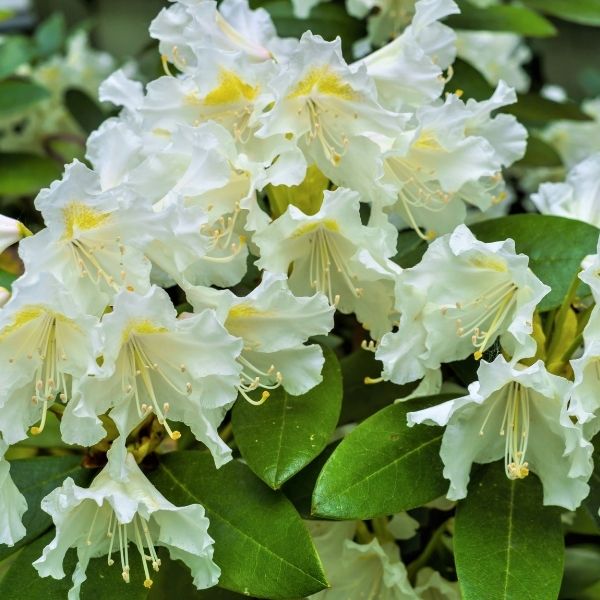 White Catawba Rhododendron image