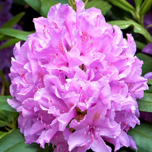 Boursault Rhododendron image