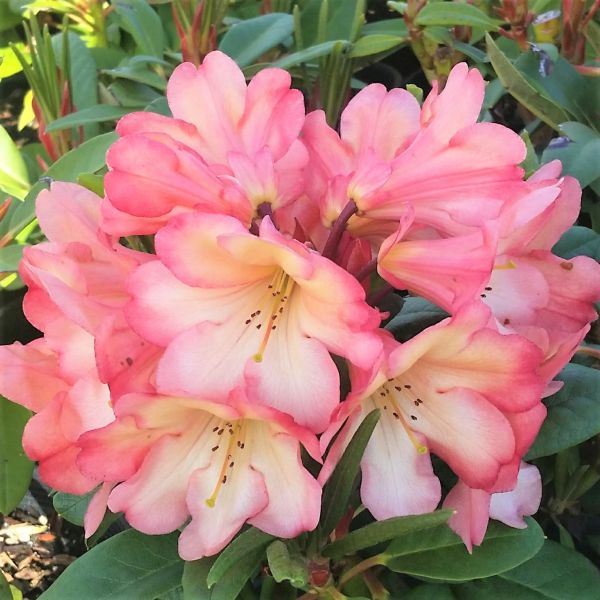 Honey Butter Rhododendron image
