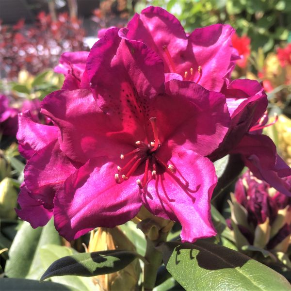 Polarnacht Rhododendron image