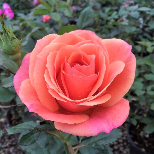 Anna's Promise Rose image