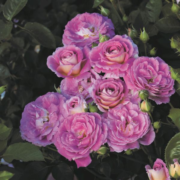 Arctic Blue Rose image