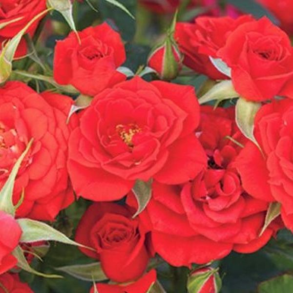 MINI CANVAS Sky and red flowers 4x4 inches. – honeylemonartpr