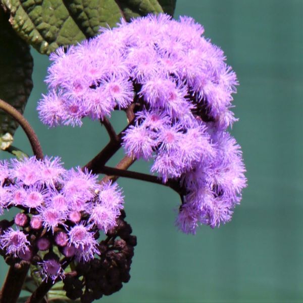 Blue Mist Flower image
