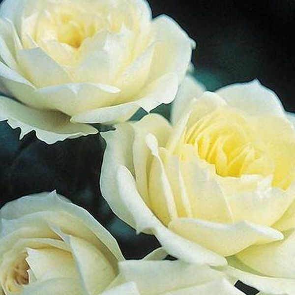 Bridal Sunblaze Rose image
