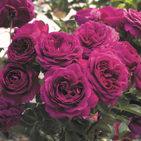 Celestial Night Rose image