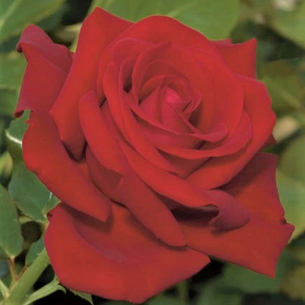 Drop Dead Red Rose image