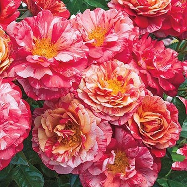 Frida Kahlo Floribunda Rose image