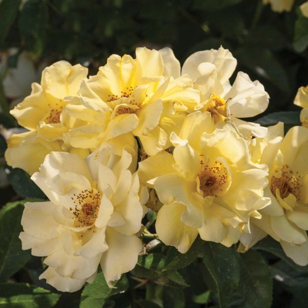 Lemon Drift Rose image