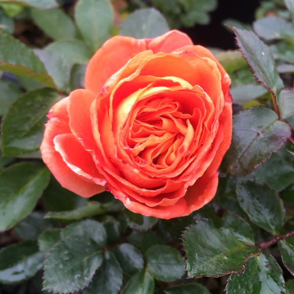 Mango Veranda Rose image