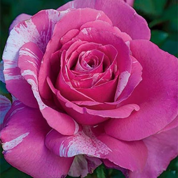 Parade Day Rose image
