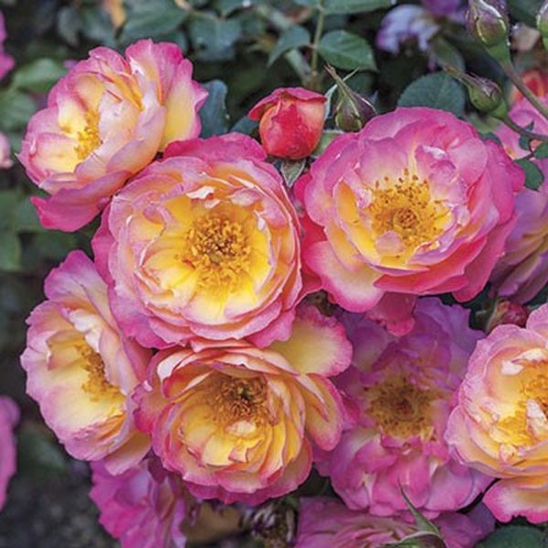 Rainbow Happy Trails Rose image