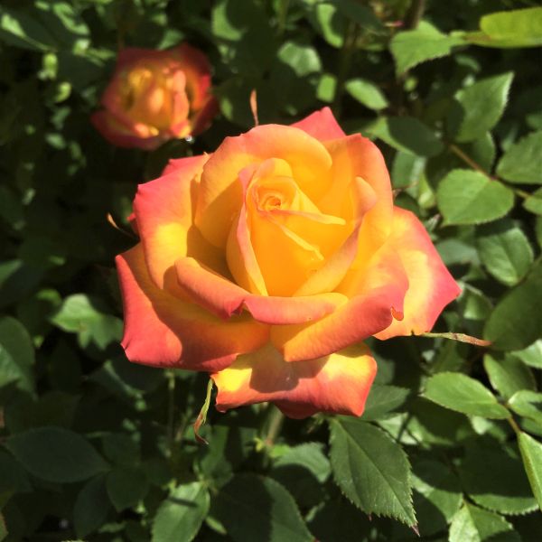 Rainbow Sunblaze Rose image