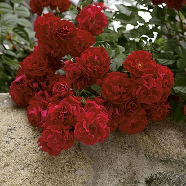 Red Ribbons Rose image