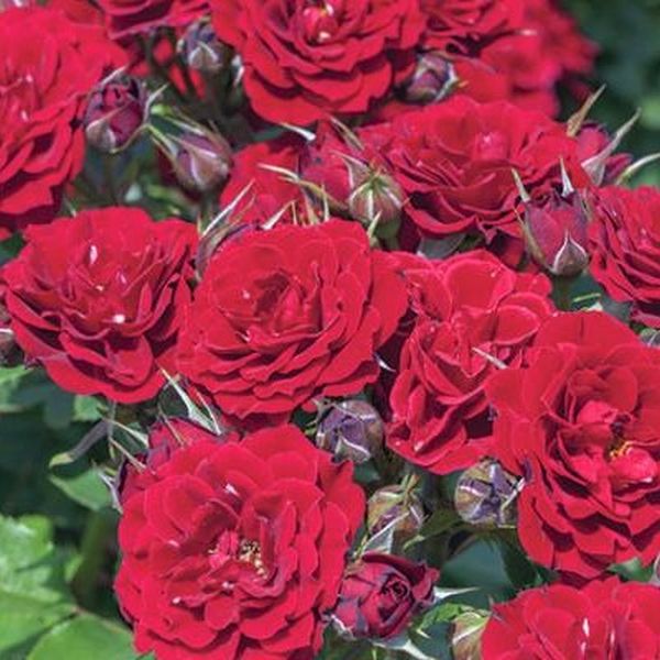 Red Sunblaze Rose image