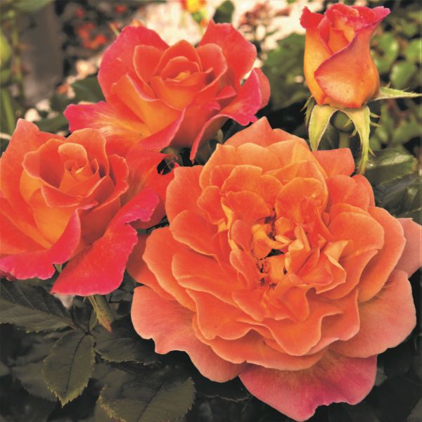 Rosie the Riveter Rose image