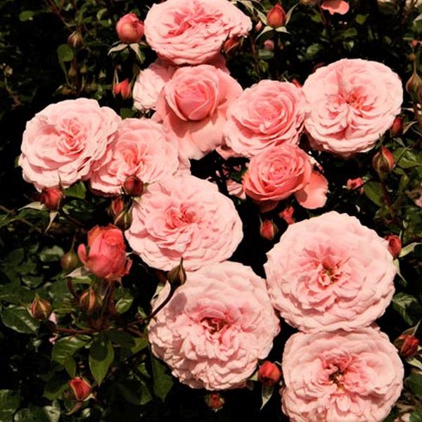 Sexy Rexy Rose image
