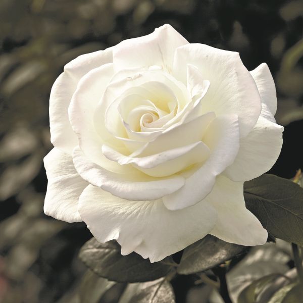 Sugar Moon Rose image