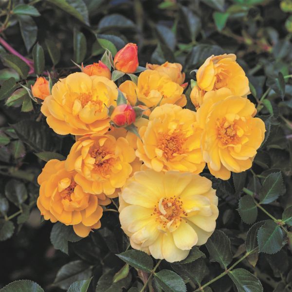 Sunshine Happy Trails Groundcover Rose image