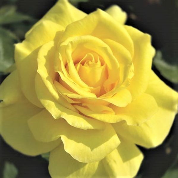 Sunsprite Rose image