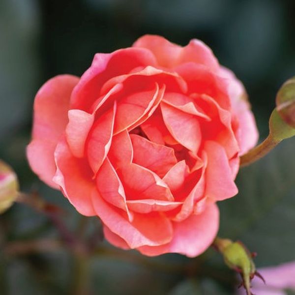 Coral Knock Out Rose image