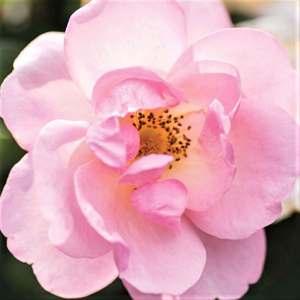 Peachy Knock Out Rose image
