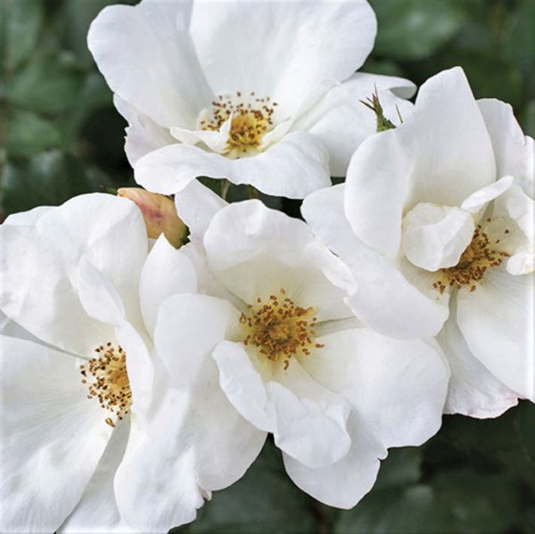 White Knock Out Rose image