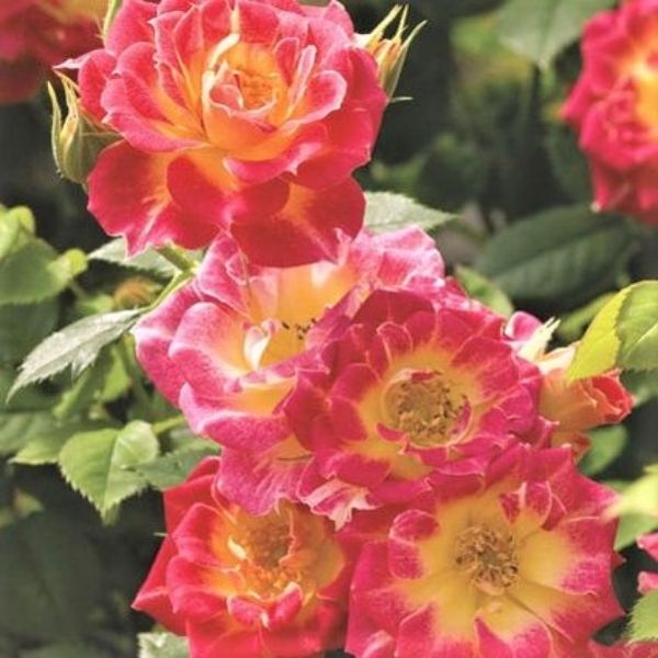 Tiddly Winks Rose image