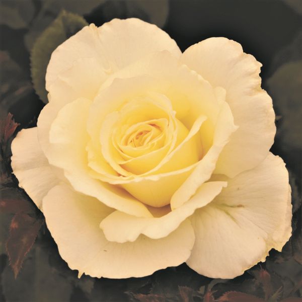 White Licorice Rose image