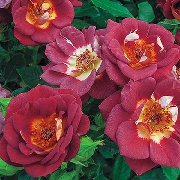 Hot & Sassy Rose image