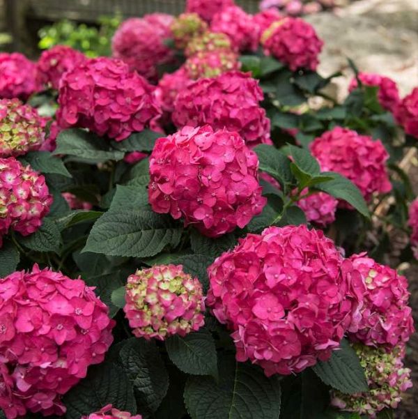 Endless Summer Summer Crush Hydrangea image