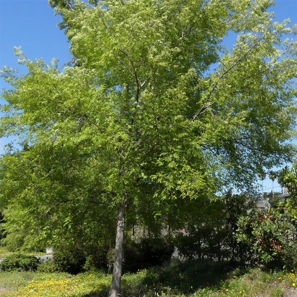 Bosque Lacebark Elm Tree image