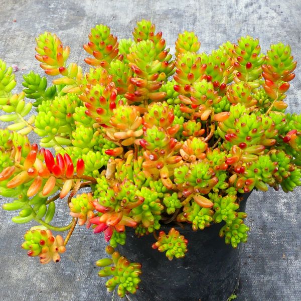 Sedum Rubrotinctum image