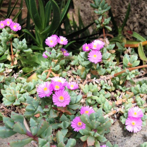 Oscularia deltoides image