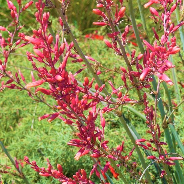 Red Yucca image
