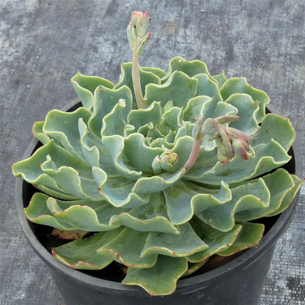 Echeveria Truffles image