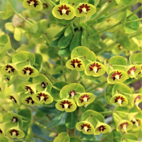 Martin's Spurge image