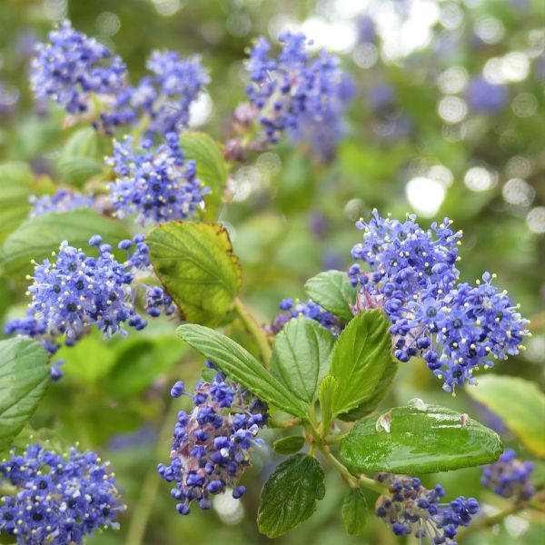 Ray Hartman California Lilac image