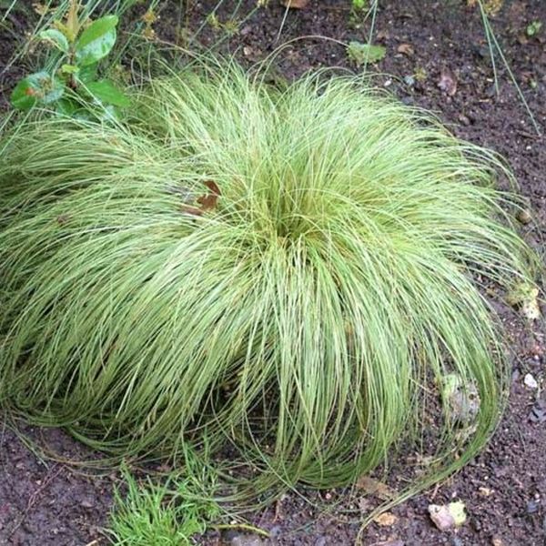 Frosted Curls New Zealand Sedge image