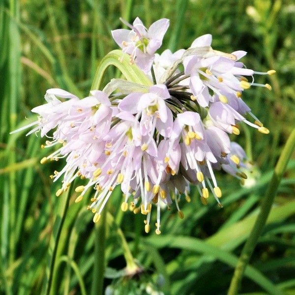 Nodding Onion image
