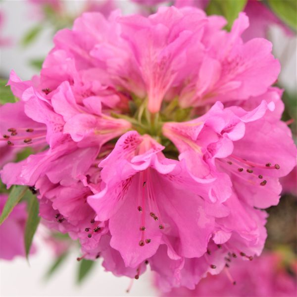 Herbert Azalea Plant With Purple Blooms image