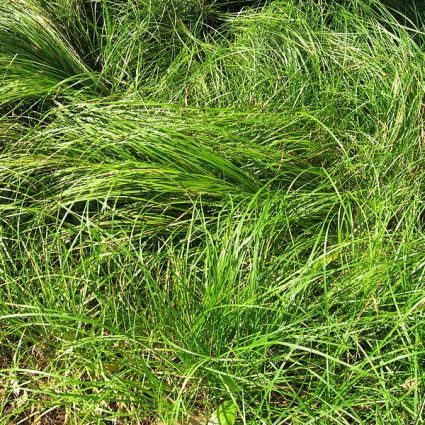 Pennsylvania Sedge image