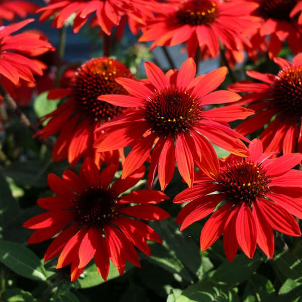 Sombrero Sangrita Coneflower image